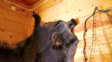 Kamyanyet İlçe Brest Bölgesi Belarus 25. Eylül 2020 'de duvarda yaban domuzu derisi ve Bielaviezskaja Pusca Ulusal Parkı Bialowieza Ormanı' ndaki ahşap bir kulübede yerde kurt derisi.