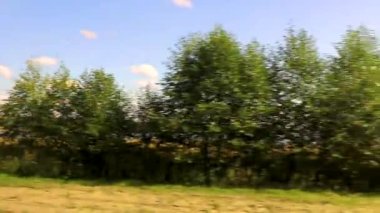 Bielaviezskaja 'daki ormanda nehir ve su. Pusca Ulusal Parkı Bialowieza Ormanı. Kamyanyets Bölgesi Belarus Bölgesi..