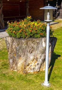 Bielaviezskaja Pusca Ulusal Parkı Bialowieza Ormanı Kamyanyets İlçe Brest Bölgesi 'nde orman doğası ve turizm alanları inşa edilmektedir..