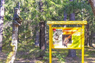 Kamyanyet İlçe Brest Bölgesi Belarus 25. Eylül 2020 Bielaviezskaja Pusca Ulusal Parkı Bialowieza Ormanı 'ndaki ağaç hakkında uyarı panosu.