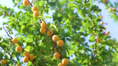 Leninskiy Rayon Brest Bölgesi Belarus 'taki ağaçta sarı erik meyveleri var..