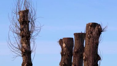 Beyaz Rusya 'nın Leninskiy Rayon Brest Bölgesi' nde kesilmiş ağaç gövdeleri..