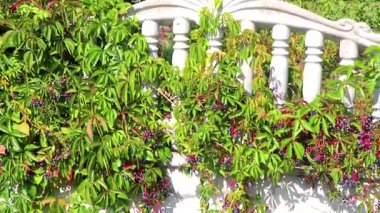 Beyaz çitin üzerinde mavi böğürtlenli kırmızı ve yeşil tırmanma tesisi Leninskiy Rayon Brest İlçe Brest Brest Bölgesi Belarus.