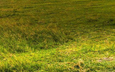 Tulum Quintana Roo Mexico 'da yeşil çimen alan dokusu.