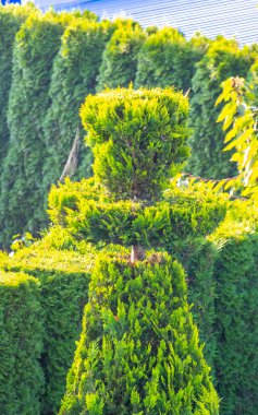 Leninskiy 'deki Doğa Parkı ve Bahçesi Rayon Brest Bölgesi Belarus Bölgesi.