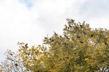 Mir Karelichy Bölgesi Hrodna Bölgesi Belarus 'ta mavi gökyüzü olan bir ağaçta birçok kuzgun ve karga oturuyor..