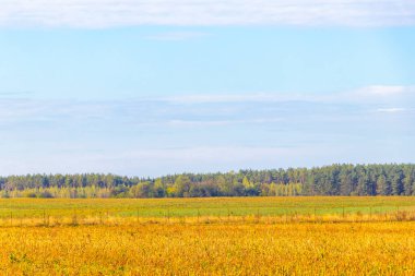 Mir Karelichy İlçesi Hrodna Bölgesi Belarus 'ta, sonbaharda kırsal kesimde kır ağaçları ve ormanlar vardır..