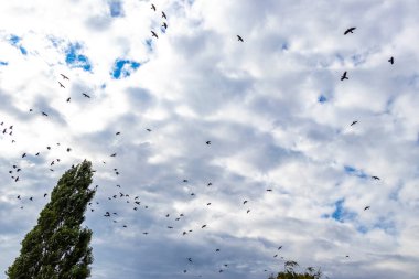 Mir Karelichy Bölgesi Hrodna Bölgesi Belarus 'ta birçok kuzgun ve kargalar bulutlu gökyüzünde uçuyor..