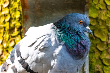 Minsk Minsk Bölgesi Minsk Bölgesi Belarus 'taki ormandaki bir ağaçtaki güvercin kuşları..
