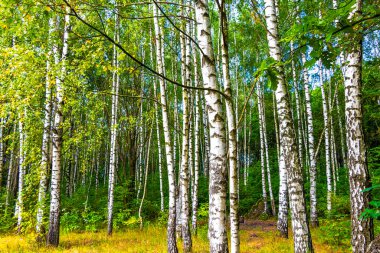 Minsk Minsk Bölgesi Belarus Bölgesi 'nde patikası ve beyaz huş ağaçları olan Rus huş ağaçları..