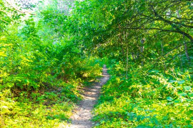 Minsk Minsk Bölgesi Belarus Bölgesi 'nde ağaçlar ve bitkiler arasında orman parkında yürüyüş..