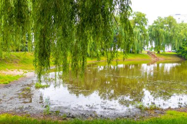 Minsk Minsk Bölgesi Belarus bölgesindeki yeşil göl ve doğa.