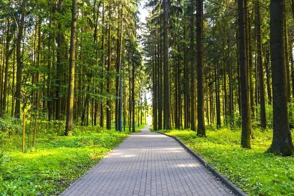 Minsk Minsk Bölgesi Belarus Bölgesi 'nde ağaçlar ve bitkiler arasında orman parkında yürüyüş..