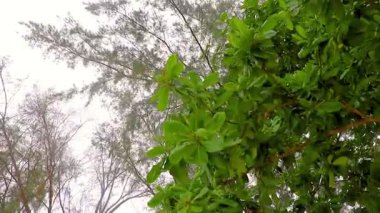 Güneydoğu Asya 'da Krasom Amphoe Takua Thung Bölgesi' nde Koh Ko Na Khae Adası 'ndaki Koh Ko Na Khae Adası' nda fındık tohumlu ve köknar ağaçlı tropik badem ağacı Terminalia catappa deniz bademi..