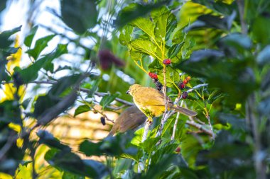 Tropical bird eats eating mulberries from tree bush in Mai Khao Thalang District on Phuket island Province Southern Thailand in Southeastasia Asia.