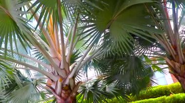 Güneydoğu Asya 'da Patong Plajı' ndaki Kathu Bölgesi Phuket Adası 'ndaki otel binasında bulunan güzel tropikal palmiye ağaçları..