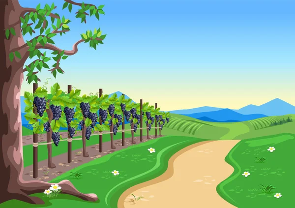 葡萄园 有成熟的葡萄 背景是山谷 高山和蓝天 葡萄收获和酿酒 收获的庆祝 矢量说明 — 图库矢量图片