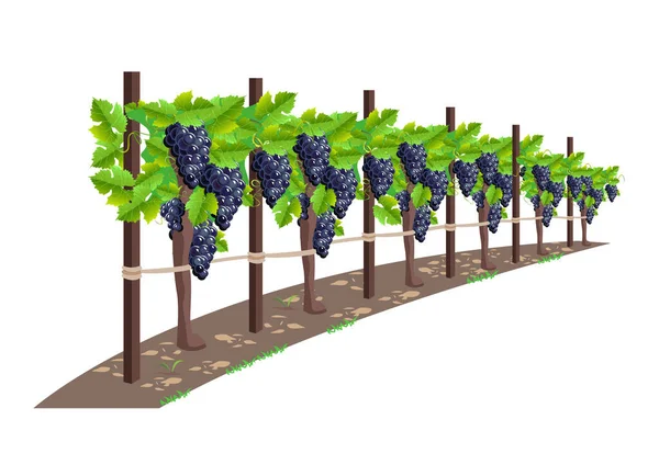 Vignoble Avec Des Raisins Mûrs Dans Fond Vallée Les Montagnes — Image vectorielle
