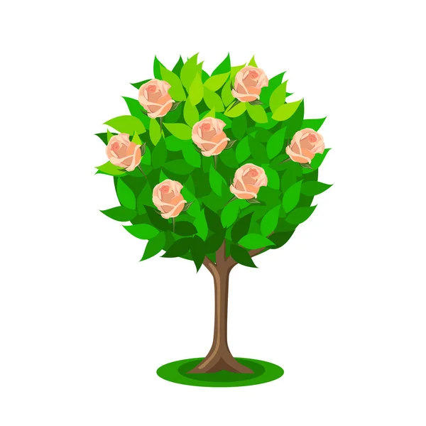 Rosbuske Eller Träd Med Blommande Rosenknoppar Vektor Illustration Platt Stil — Stock vektor