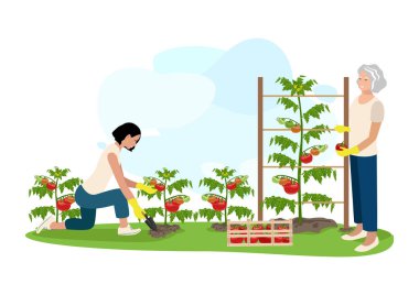 İnsanlar bahçelerinde domates yetiştiriyor. Olgun domates toplayan çiftçiler. Organik bahçe ve yiyecek. Sağlıklı bir yaşam tarzı. Vektör illüstrasyonu.