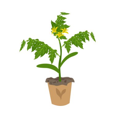 Kağıt bardakta domates fideleri. Organik bahçe ve yiyecek. Vejetaryen ve sağlıklı beslenme. Vektör illüstrasyonu beyaz arkaplanda izole edildi.