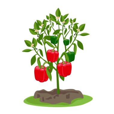 Kırmızı, olgun biberli çan biberi çalısı. Sebze yetiştiriyorum. Organik bahçe ve yiyecek. Vejetaryenlik ve sağlıklı beslenme. Vektör illüstrasyonu beyaz arkaplanda izole edildi.
