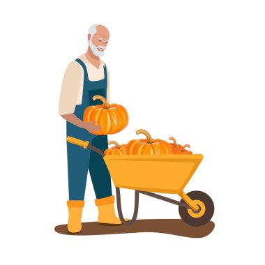 Tarlasında balkabağı toplayan yaşlı bir adam. Mutlu Şükran Günleri Aktif emekli. Beyaz arkaplanda vektör illüstrasyonu.