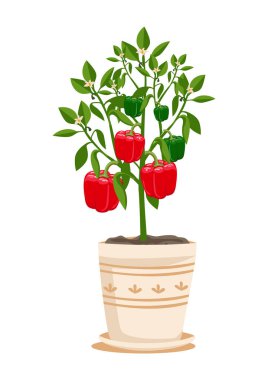 Bir saksıda kırmızı biberli dolmalık dolma biber. Evde sebze yetiştiriyorum. Organik bahçıvanlık. Vejetaryenlik ve sağlıklı beslenme. Beyaz arkaplanda izole edilmiş vektör illüstrasyonu.