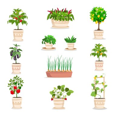 Çiçek saksılarında yetişen sebze ve böğürtlen seti. Balkonda ya da pencere kenarında sebze bahçesi. Şehirde bir dairede hobiler.