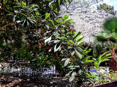 Lush vegetation in nature landscape in daytime sunlight. 