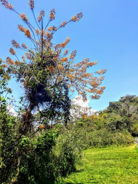 Lush vegetation in nature landscape in daytime sunlight. 