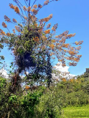 Lush vegetation in nature landscape in daytime sunlight. 