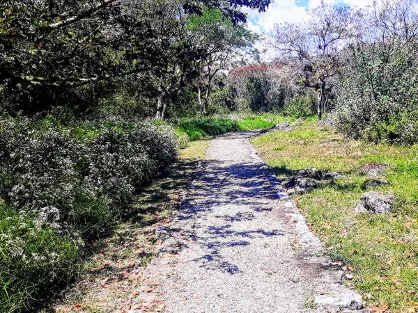 Lush vegetation in nature landscape in daytime sunlight. 