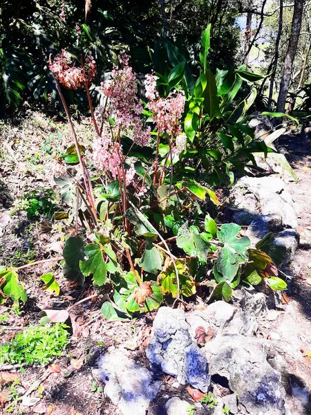 Lush vegetation in nature landscape in daytime sunlight. 