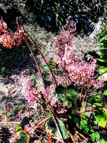 Lush vegetation in nature landscape in daytime sunlight. 