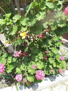 Sokak boyunca bitkilerin ve çiçeklerin gezici fotoğrafçılığı.