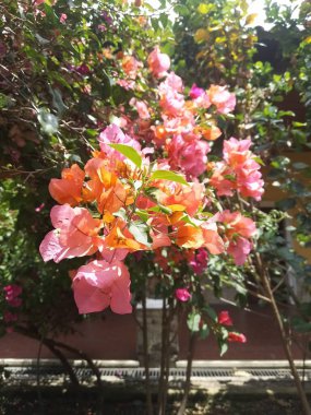 Sokak boyunca bitkilerin ve çiçeklerin gezici fotoğrafçılığı.