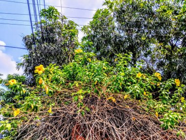 Sokak boyunca bitkilerin ve çiçeklerin gezici fotoğrafçılığı.