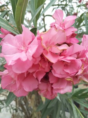 Sokak boyunca bitkilerin ve çiçeklerin gezici fotoğrafçılığı.