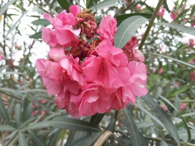 Sokak boyunca bitkilerin ve çiçeklerin gezici fotoğrafçılığı.