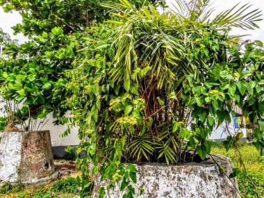 Sokak boyunca bitkilerin ve çiçeklerin gezici fotoğrafçılığı.