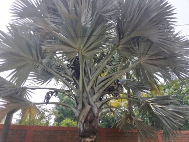 Sokak boyunca bitkilerin ve çiçeklerin gezici fotoğrafçılığı. 