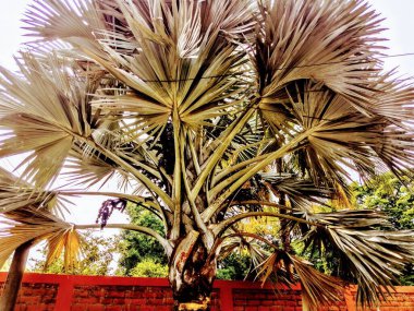 Sokak boyunca bitkilerin ve çiçeklerin gezici fotoğrafçılığı. 