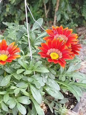 Sokak boyunca bitkilerin ve çiçeklerin gezici fotoğrafçılığı. 