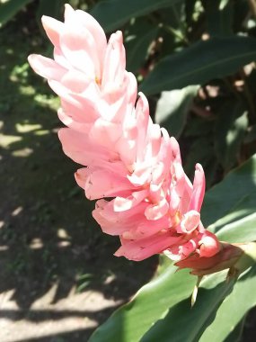 Sokak boyunca bitkilerin ve çiçeklerin gezici fotoğrafçılığı. 