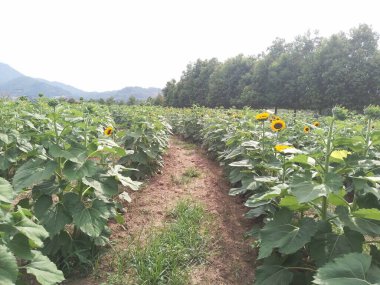 Guatemala 'daki ayçiçeği tarlasının seyahat fotoğrafları.