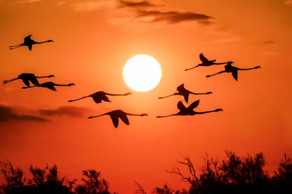 Gün batımında uçan pembe flamingolar Phoenicopterus gülü, Camarque, Fransa, yakın plan, detay, doğa