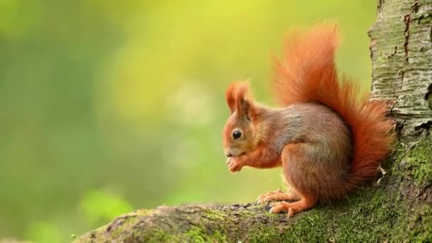 Roztomilá Červená Veverka Svém Přírodním Prostředí Příroda Jíst Ořechy Zblizka — Stock video