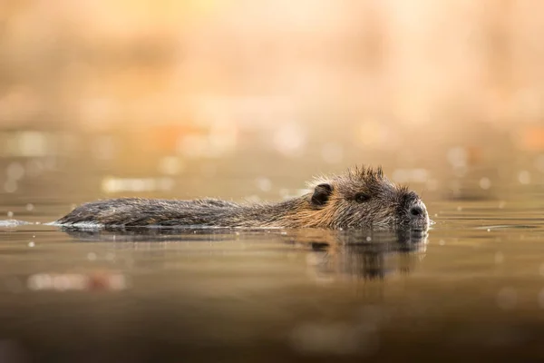 Doğal ortamında bir Coypu, vahşi yaşam, yakın plan, ayrıntı, nehir akıntısı