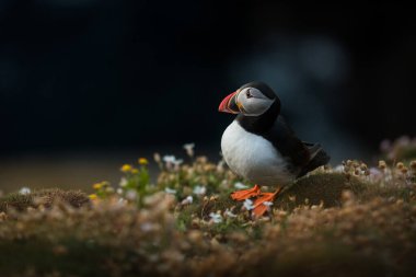 Doğal ortamında sevimli Atlantik martısı, kuzey denizi, detay, Shetlands, Norveç, deniz kuşu, yaban hayatı